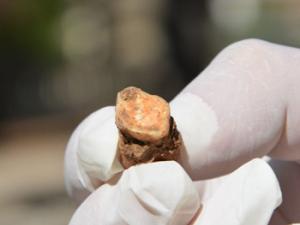 Primer molar superior derecho de neandertal que presenta un desgaste muy acusado, hallado en las Coves del Toll, en Moià, cerca de Barcelona. / Florent Rivals (IPHES)