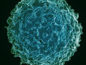 Linfocito B: micrografía de una célula B de un donante humano. / National Institutes of Allergy and Infectious Diseases, National Institutes of Health