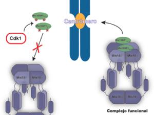El mantenimiento de los centrómeros requiere el ensamblaje del complejo proteico Mis18. / SRUK