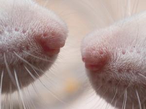 Nariz y bigotes de dos ratas albinas de laboratorio. Véase que las ratas tienen unos bigotes muy desarrollados ya que les aportan la mayor parte de la información sobre el mundo que les rodea. / Alexey Krasavin (Wikimedia Commons)