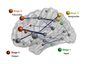 Las regiones que componen la red cerebral estudiada contribuyen a la captura de la información relevante (Stage 1, input), su integración (Stage 2), valoración (Stage 3) y preparación de la respuesta (Stage 4, output). /UAM