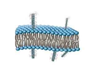 Hacia nanotransportadores de moléculas biológicas