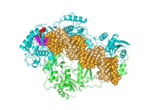 Estructura de la retrotranscriptasa del VIH-2 unida a DNA. /UAM