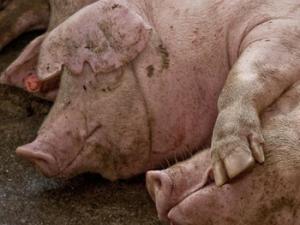 Más de un tercio de la producción ganadera de España se centra en la especie porcina. /  Alejandro Arango