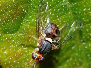 La mosca Bactrocera oleae es la principal plaga del olivo. / Alvesgaspar (WIKIMEDIA)