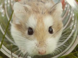 Hamster. / Free-Photos (PIXABAY)