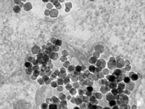 nanopartículas internalizadas en células cancerosas tras incubación durante 24 h. / UPM
