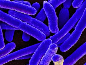 Micrografía de bacteria Escherichia coli, adherida a una cubierta de cultivo. / NIAID