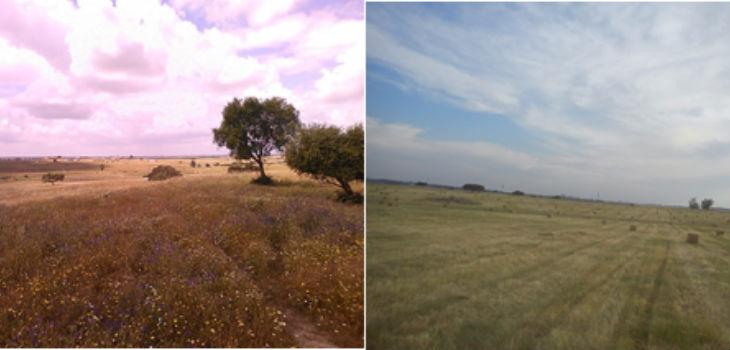 Campo pastoreado (izquierda) y campo segado para heno (derecha) en el Suroeste Ibérico.
