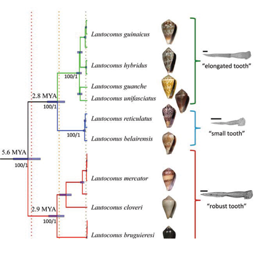 Relaciones de parentesco de las especies estudiadas que, tras los análisis genéticos, han pasado de 15 a 12 (8 aquí representadas). A la derecha aparece el detalle de las diferentes rádulas (dentadura de algunos moluscos que en los conos han evolucionado en arpones) en función del grupo de especies. A la izquierda se muestra la separación en millones de años de los principales linajes/ Rafael Zardoya