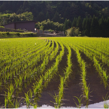 Tierra sembrada de arroz. / PIXABAY
