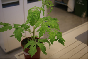 Planta de tomate infectada por la bacteria Pseudomonas syringae. Fuente: CBGP (UPM-INIA).